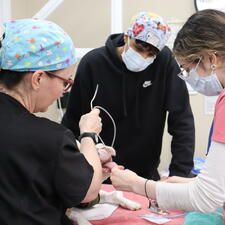 Internship student learning from two vet techs as they work on a dog